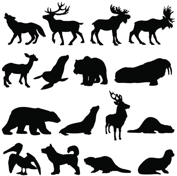 north american animals silhouette set 2 - denizaslanıgiller stock illustrations