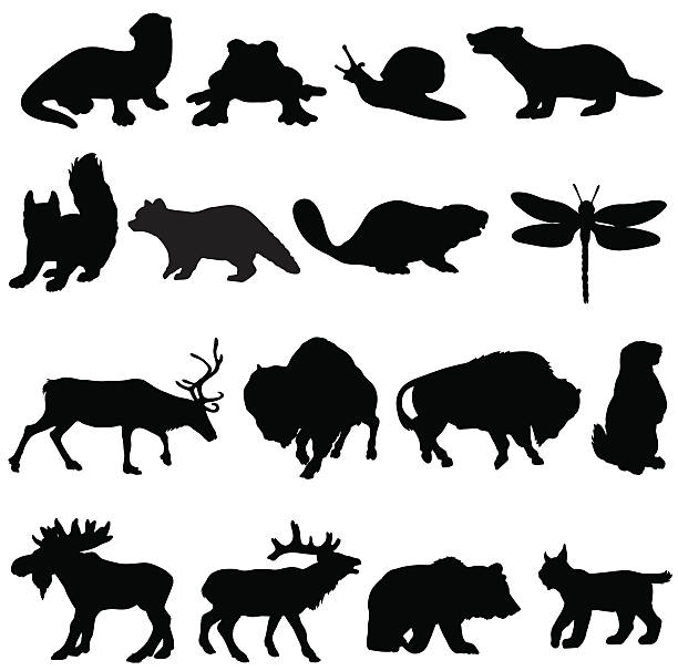 ilustraciones, imágenes clip art, dibujos animados e iconos de stock de colección de silueta de animales de norte américa - groundhog