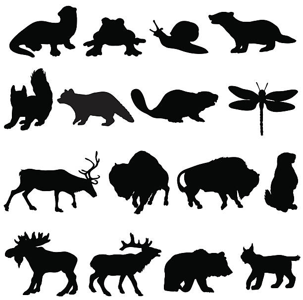 illustrations, cliparts, dessins animés et icônes de silhouette de collection animaux amérique du nord - snail white background profile side view