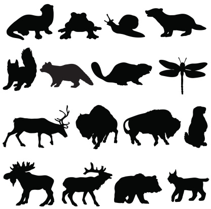 A selection of vector silhouettes of North American animals.