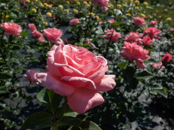 Photo of The close-up shot of popular, beautiful and robust variety of pink rose 'The Queen Elizabeth' with rounded, pink blooms on long stems in sunlight