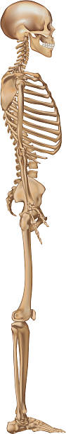 illustrazioni stock, clip art, cartoni animati e icone di tendenza di scheletro umano, vista laterale - thoracic cavity