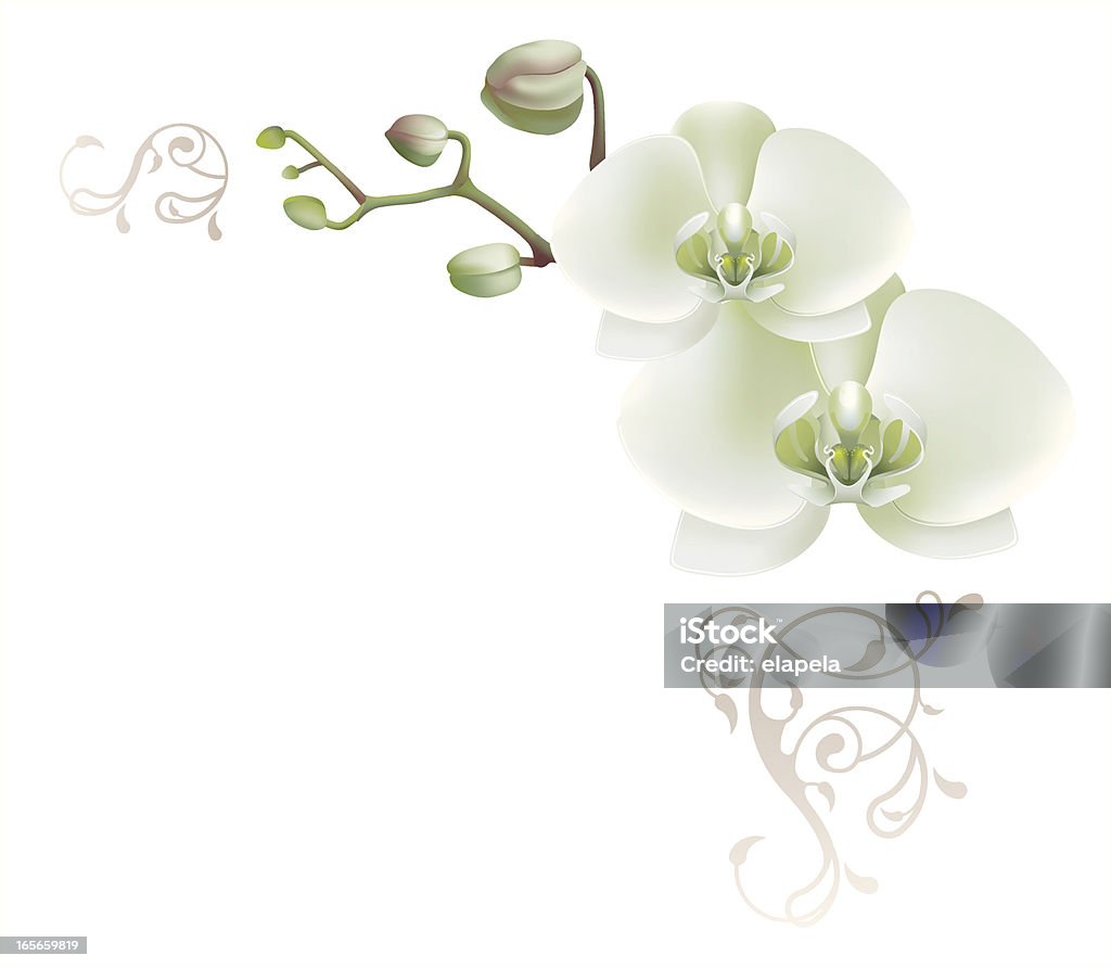 Decorative angle avec orchidée blanche - clipart vectoriel de Orchidée libre de droits