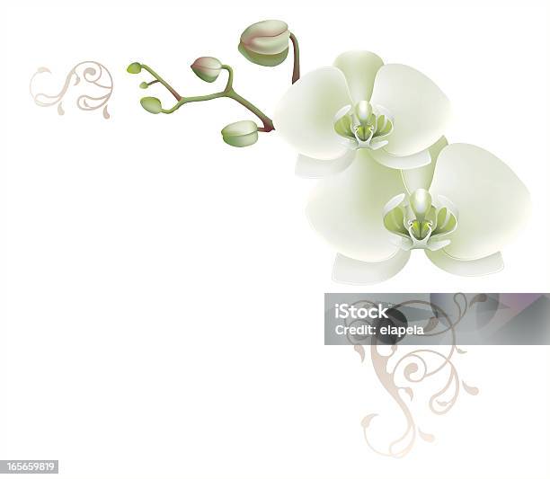 Decorative Angle Avec Orchidée Blanche Vecteurs libres de droits et plus d'images vectorielles de Orchidée - Orchidée, Angle, Beauté de la nature