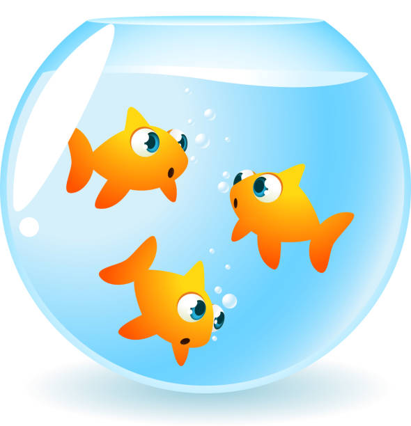 Goldfish in a bowl Goldfish in a bowl swimming around. goldfish bowl stock illustrations