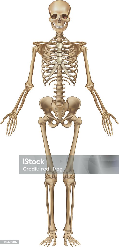Human skeleton, front view "Human skeleton, male, front view. Every single bone is a single object that can be modified individually." Human Skeleton stock vector