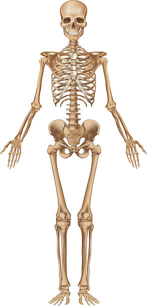 Human skeleton, front view "Human skeleton, male, front view. Every single bone is a single object that can be modified individually." human skeleton stock illustrations