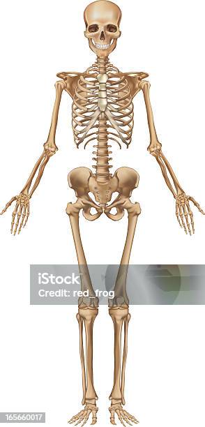 Human Skeleton Front View Stock Illustration - Download Image Now - Human Skeleton, Human Bone, The Human Body