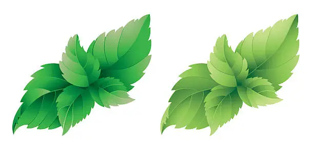 Vector illustration of An illustration of a mint leaves on a white background