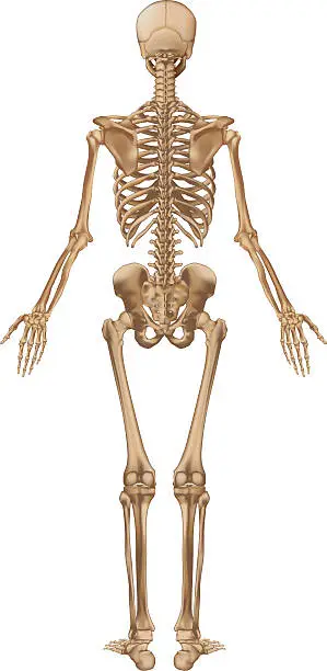 Vector illustration of Human skeleton, back view