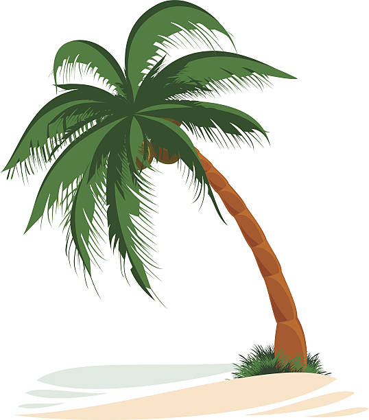 Palm Tree Single exotic palm tree by the sea. desert island stock illustrations