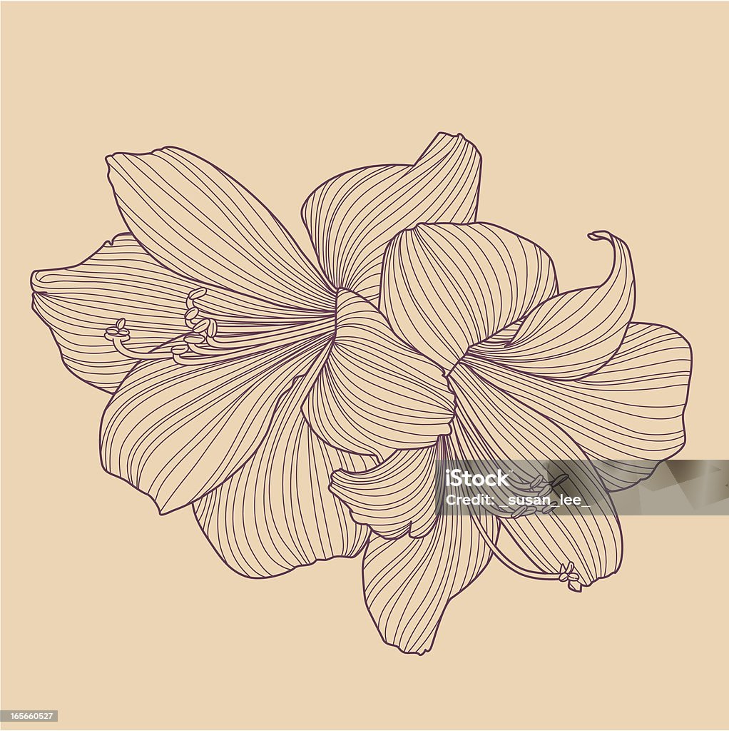 Hippeastrums -bulb フラワーラインドローイング - 花のロイヤリティフリーベクトルア��ート