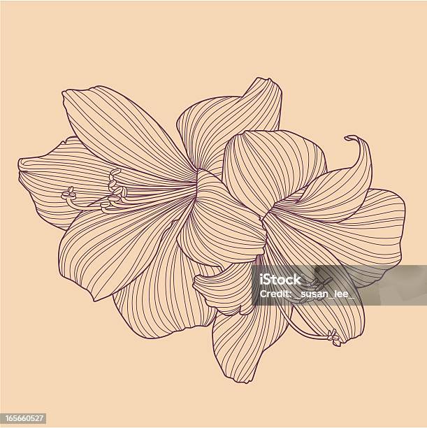Hippeastrums Bulb フラワーラインドローイング - 花のベクターアート素材や画像を多数ご用意 - 花, 線画, アマリリス