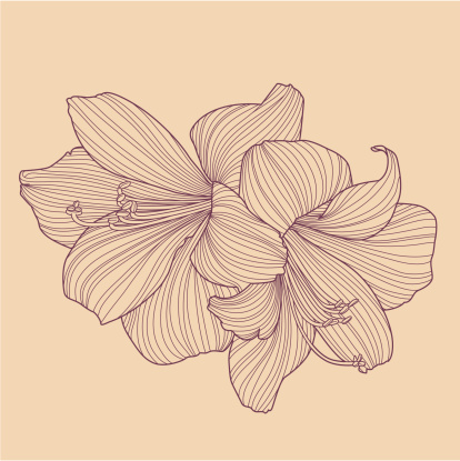 A vector drawing of two Hippeastrum flowers, in retro hand-drawn linework style. 