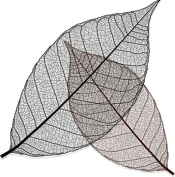 przezroczysty leaf - leaf vein stock illustrations