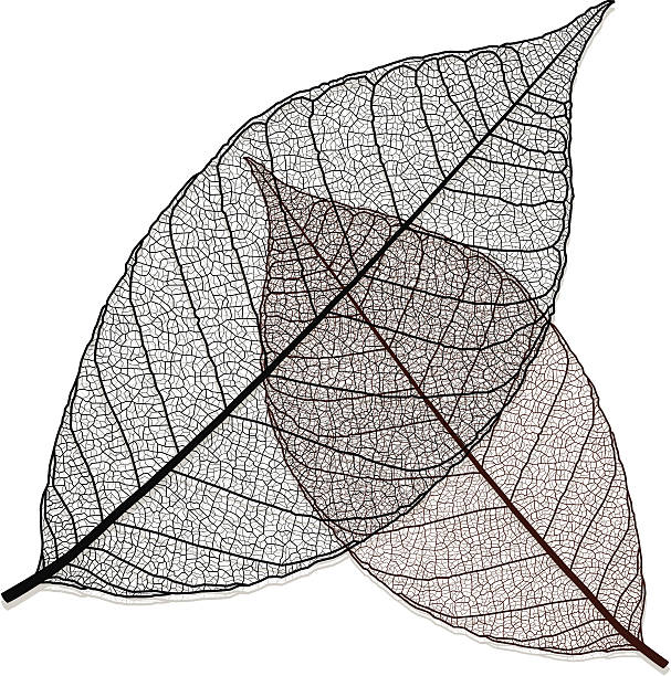 Transparent Leaf http://www.istockphoto.com/file_thumbview_approve.php?size=1&id=18545380 leaf vein stock illustrations