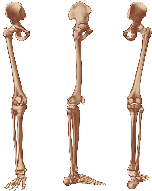 кости правой ноги - tibia stock illustrations