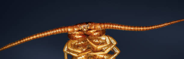 Big scolopendra on a blue background. Orange chilopod centipede with long antennae. Macro photo of poisonous invertebrate. Anthropode close-up portrait. Lithobius Forticatus. scolopendra centipede stock pictures, royalty-free photos & images