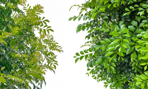 istock Clipped image of street trees (white background) 1656608449