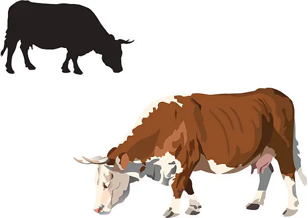 Vector illustration of Feeding hereford cow on white