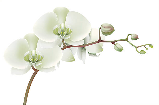 White orchid Vectr illustration of orchid. ZIP includes large JPG (5000x3200px) PNG with transparent background. Global colors used. orchid white stock illustrations