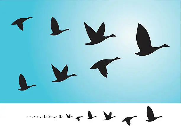 Vector illustration of Birds flying in formation