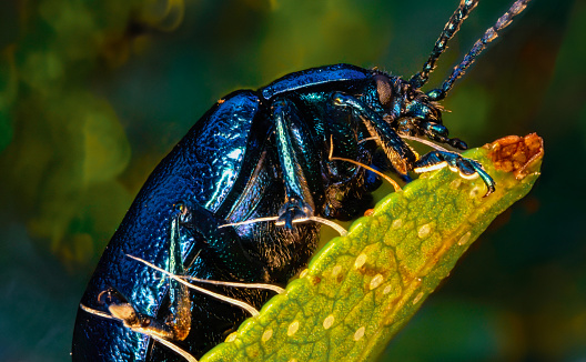 Iridescent blue beetle rests on a leaf. Close-up portrait of colorful insect in its ecosystem. Nature and ultra macro photography.