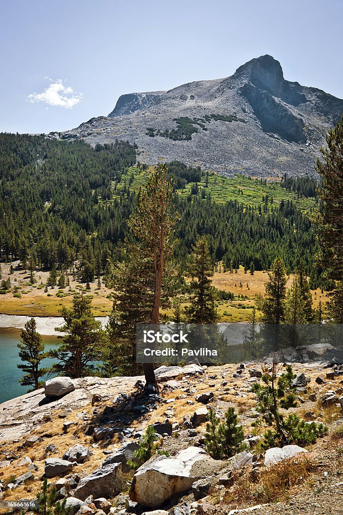 Mt. Dana sur Tioga Lake, le parc national de Yosemite, Californie, États-Unis - Photo de Arbre libre de droits