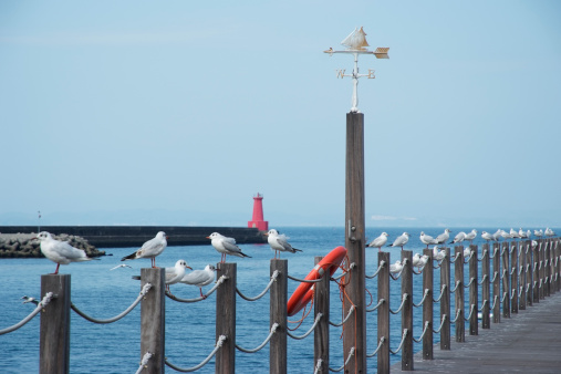 Row of seagulls rest on wooden post fence with wind vane.