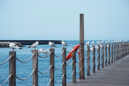 Row of seagulls rest on wooden post fence.