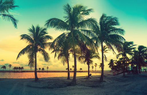 small palm trees, secluded beach in miami, sunset
