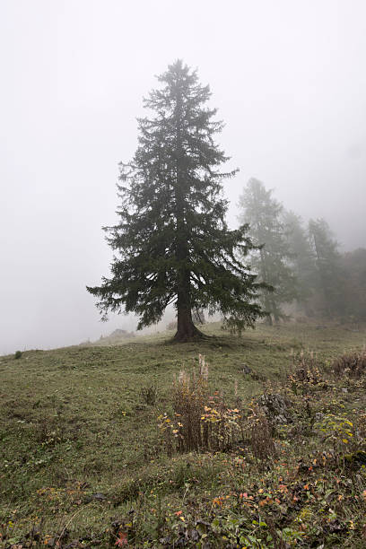 istock Foggy Alpine Forest in Bernese Oberland Switzerland 165661750