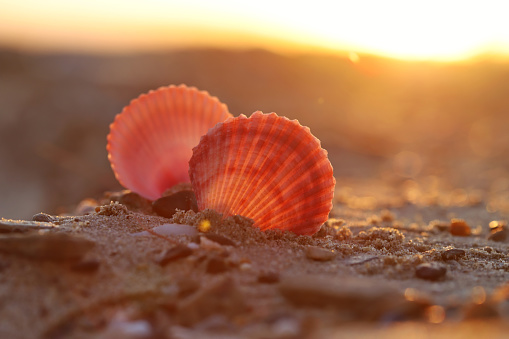 Seashell on the beach