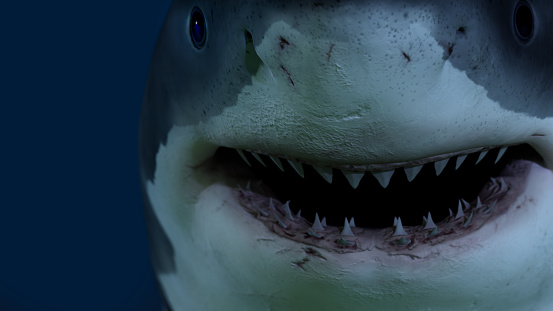 Close up of a great white