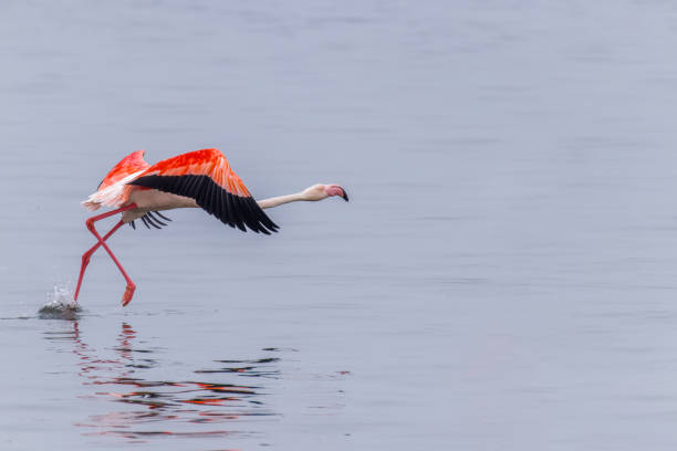 istock Greater Flamingo ( Phoenicopterus ruber roseus) flying, Walvis bay, Namibia. 1656625687