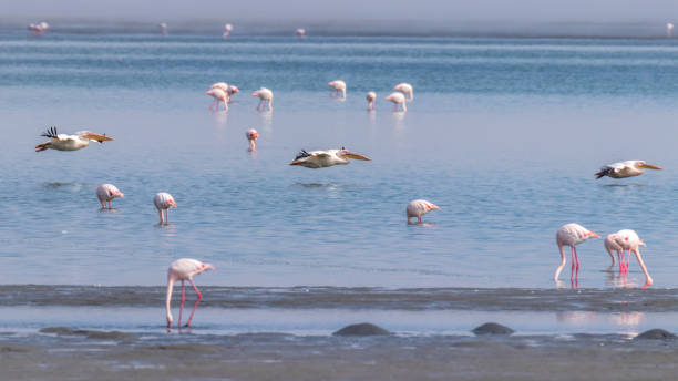 istock Great White Pelicans (Pelecanus onocrotalus) flying by, Walwis Bay, Namibia. 1656625738