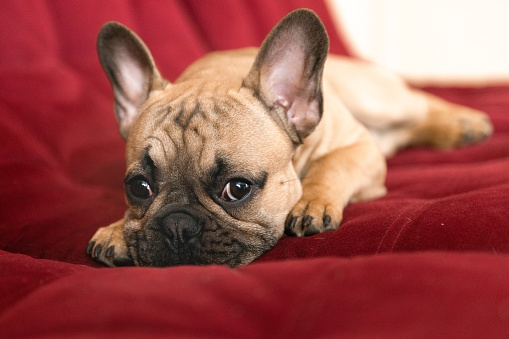 cute french bulldog puppy on sofa at home. High quality photo