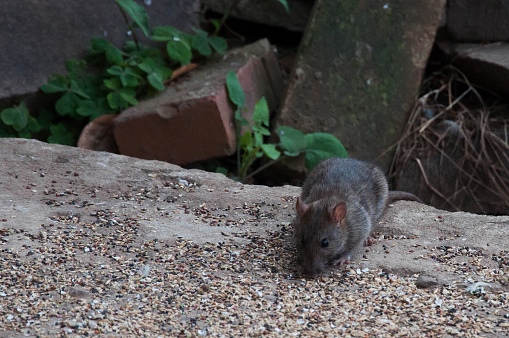 rat on the ground in the garden , brazil
