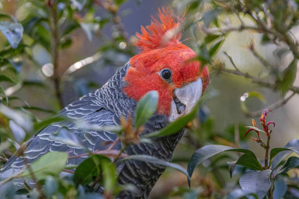 istock Gang-gang Cockatoo looking right 1656629981