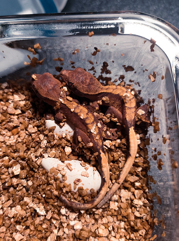 my beautifull crested gecko s