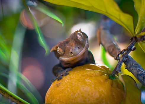 my beautifull crested gecko s