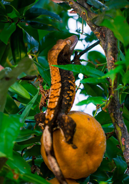 istock my beautifull crested gecko s 1656634868