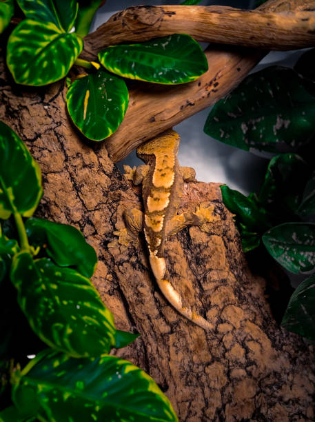 istock my beautifull crested gecko s 1656634869