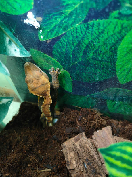 istock my beautifull crested gecko s 1656636508