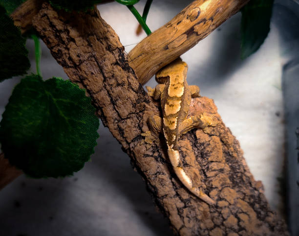 istock my beautifull crested gecko s 1656637598