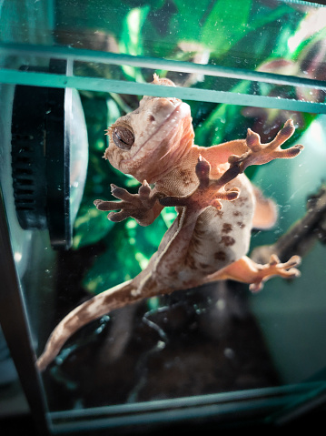 my beautifull crested gecko s