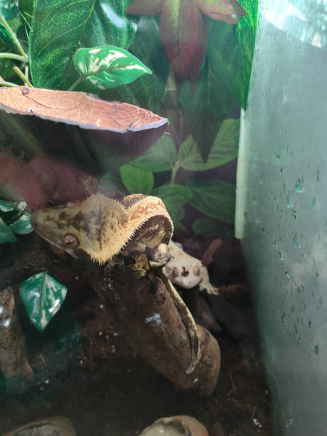 istock my beautifull crested gecko s 1656638147