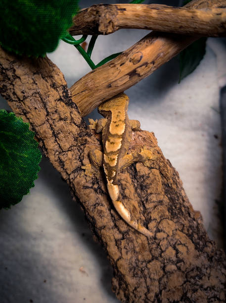 istock my beautifull crested gecko s 1656638227