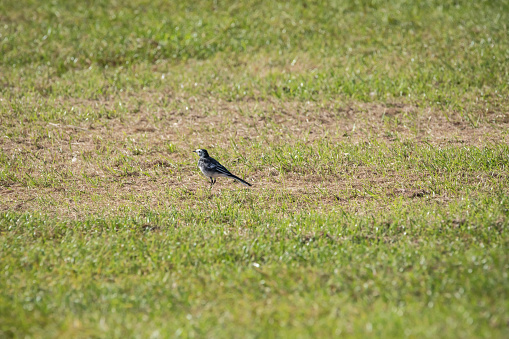 Pied wagtail on grass