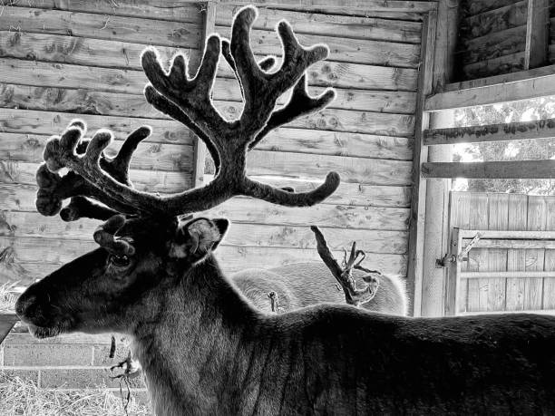 Close up of a reindeer